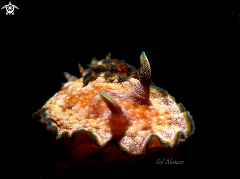 A glossodoris cincta