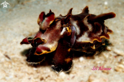 A flamboyant cuttlefish