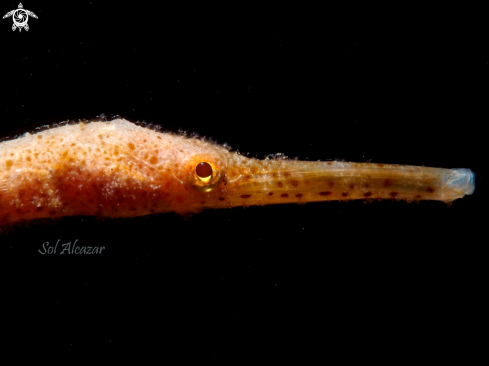 A pipefish