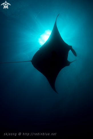 A Manta ray