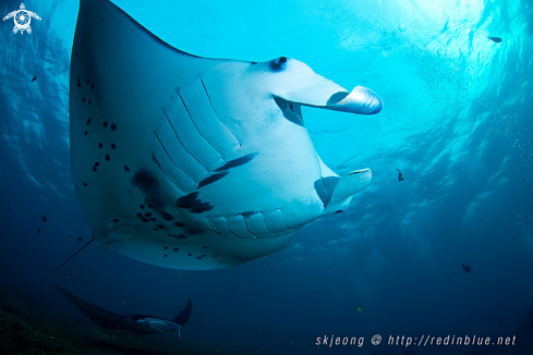 A Manta ray