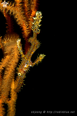 A Ghost pipefish