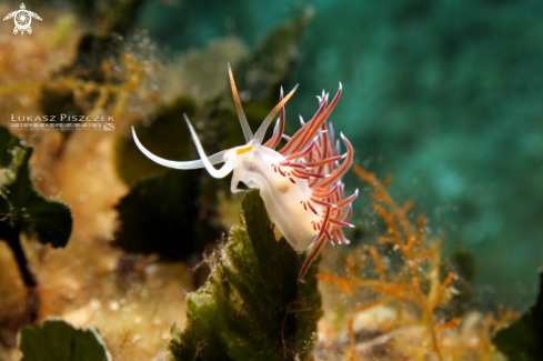 A Cratena peregrina