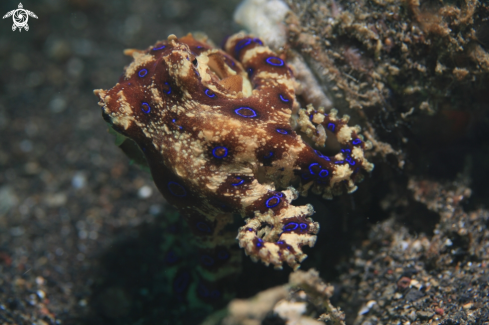 A Blue Ring Octopus