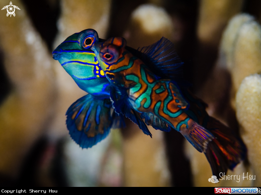 A Mandarine Fish