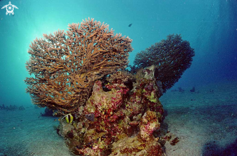 A stony coral