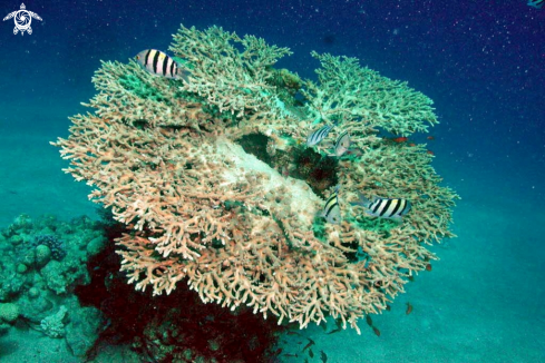 A stony coral