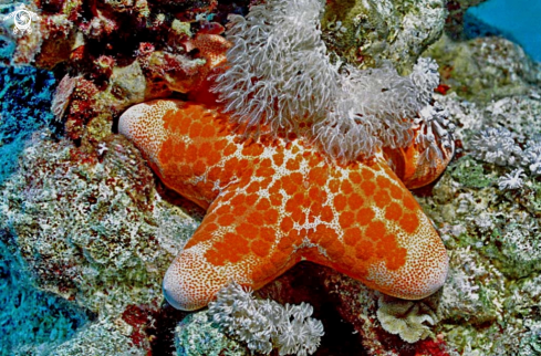 A starfish