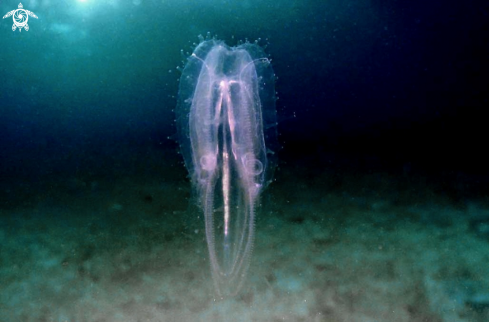 A jelly fish