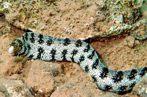 A morey eel
