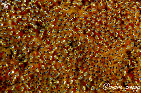 A anemone fish eggs