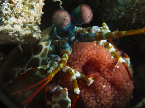 A Mantis Shrimp