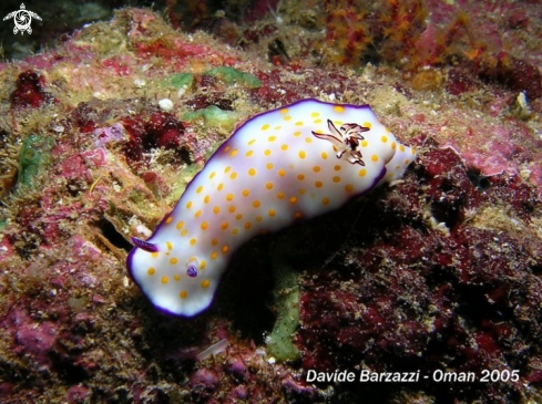 A Risbecia pulchella | Nudibranch