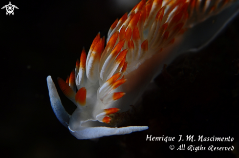 A Nudibranch