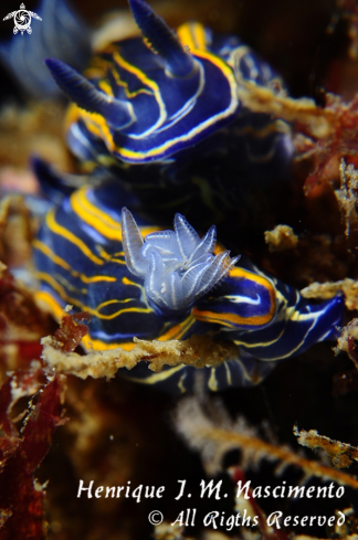 A nudibranch