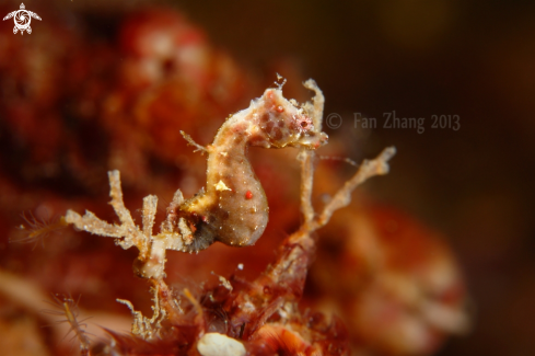 A Severn's pygmy seahorse