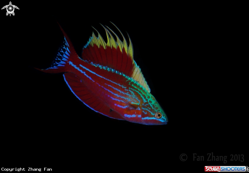 A Flasher Wrasse