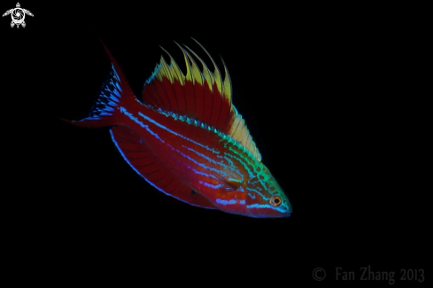 A Flasher Wrasse