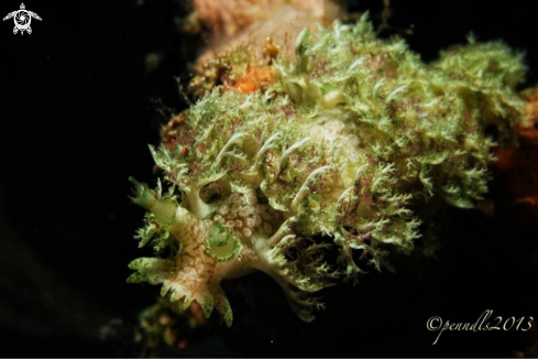 A Marionia sp. | Marionia nudibranch