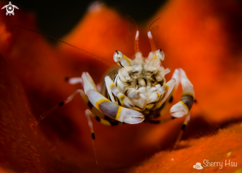 A Striped Bumblebee Shrimp