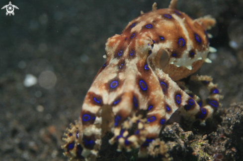 A Blue Ring Octopus