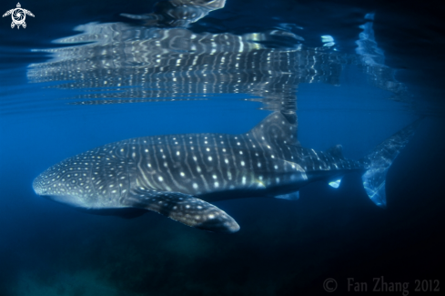 A Whale shark | Whale shark