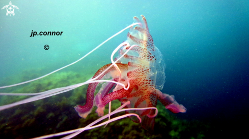 A Pelagia noctiluca | Méduse Pélagique