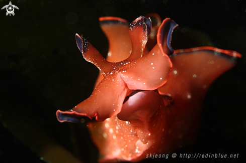 A Sea hare