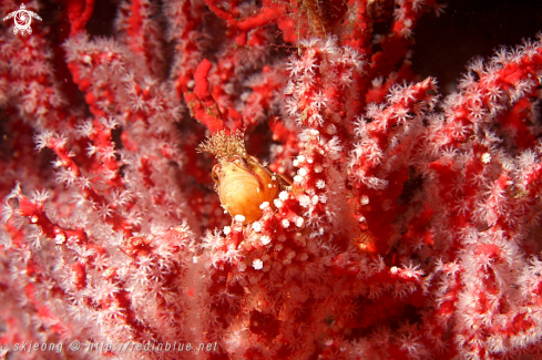 A fringed blenny