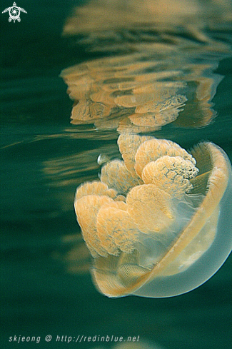 A Jellyfish