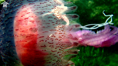 A Pelagia noctiluca | Méduse Pélagique