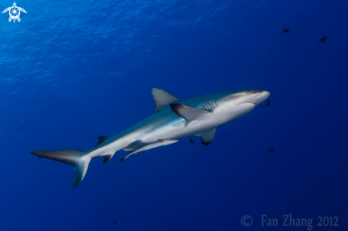 A Grey reef shark