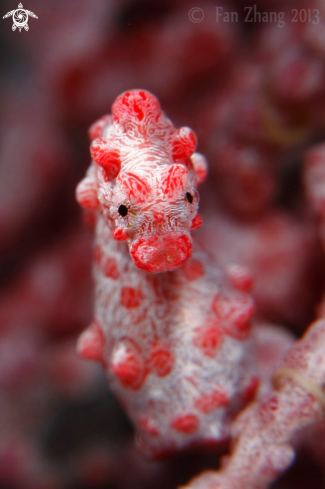 A Pygmy seahorse