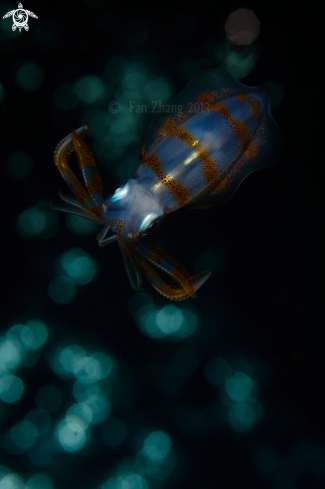 A Sepioteuthis lessoniana | Bigfin reef squid