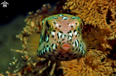 A reef fish box fish