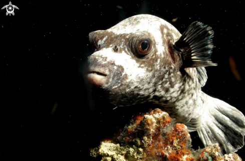 A reef fish  puffer