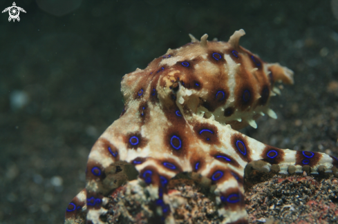 A Hapalochlaena | Blue Ring Octopus