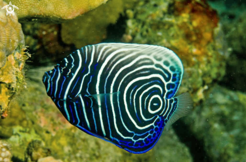 A reef fish