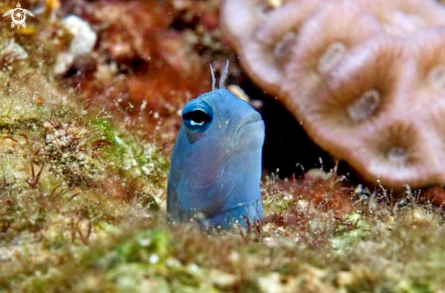 A goby