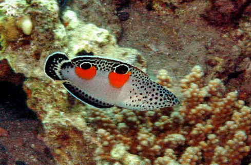 A reef fish