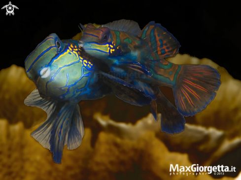 A mandarin fish