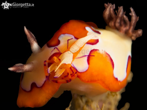 A Emperor shrimp up Goniobranchus fidelis | nudibranch