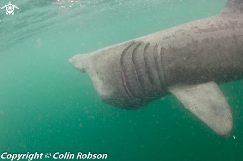 A Cetorhinus maximus | Shark