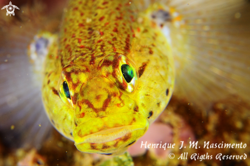 A Gobius xanthocephalus | Gobius