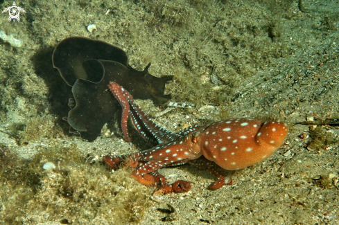 A Octopus macropus-Aplysia depilans | Polpessa e lepre di mare