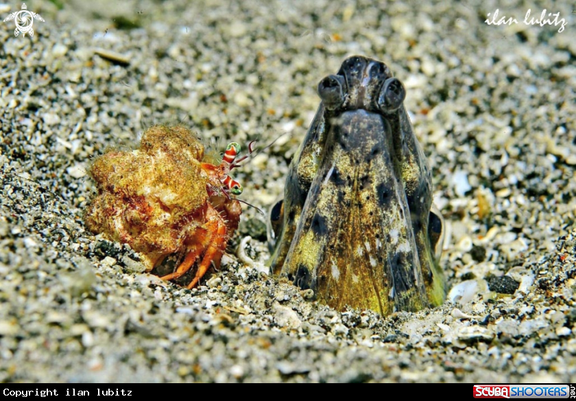 A hermit crab and eel snake