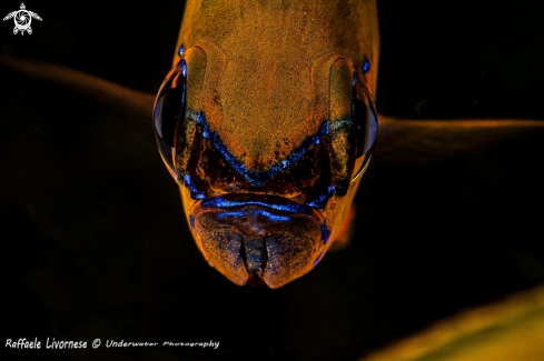 A Cardinal fish