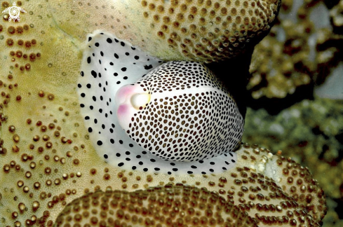 A cowrie