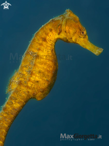 A Yellow Sea horse