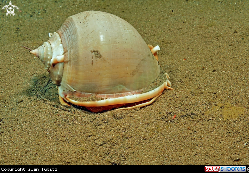 A shell